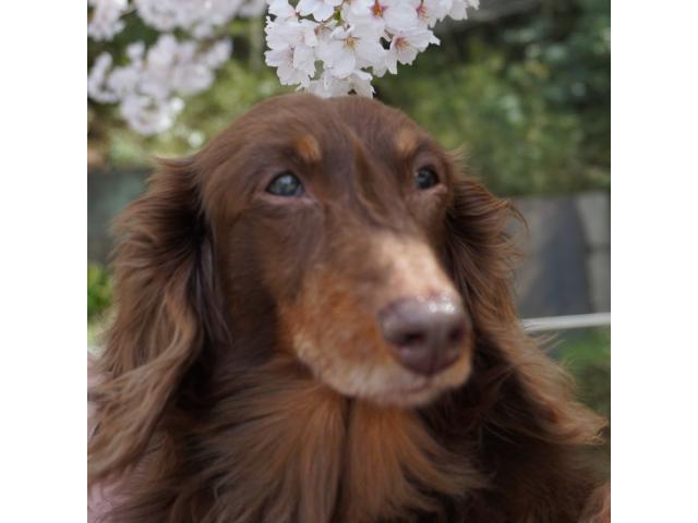 dispPetName($row['pet_name'])