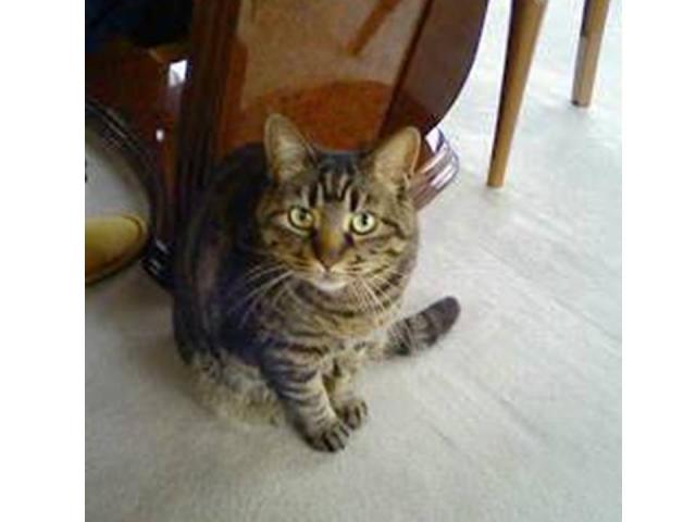 dispPetName($row['pet_name'])