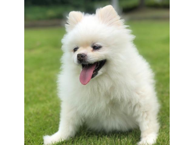 dispPetName($row['pet_name'])