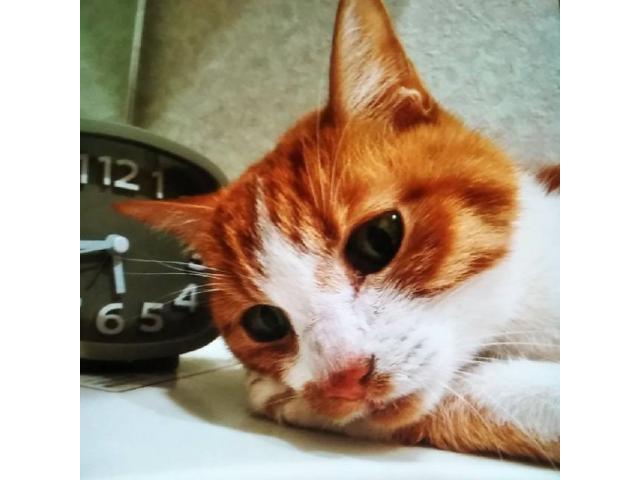 dispPetName($row['pet_name'])