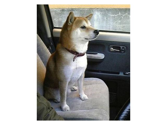 dispPetName($row['pet_name'])