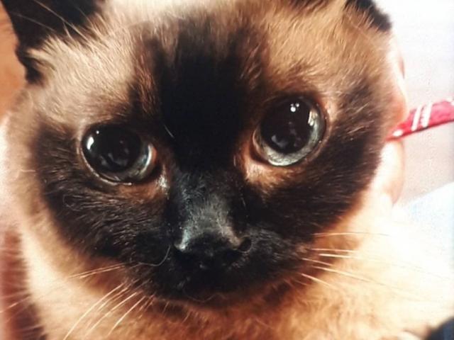 dispPetName($row['pet_name'])
