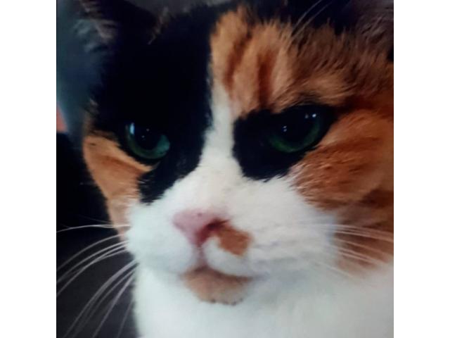 dispPetName($row['pet_name'])