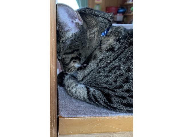 dispPetName($row['pet_name'])