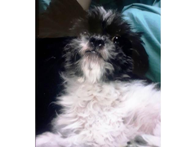 dispPetName($row['pet_name'])