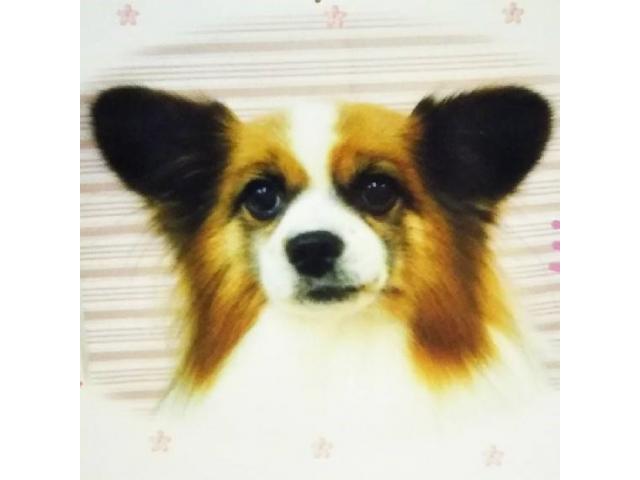 dispPetName($row['pet_name'])