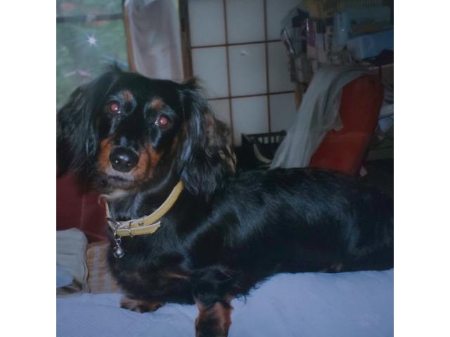 dispPetName($row['pet_name'])