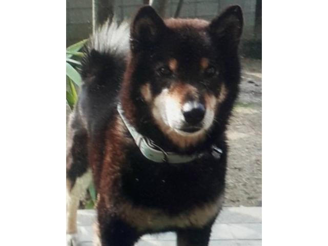 dispPetName($row['pet_name'])