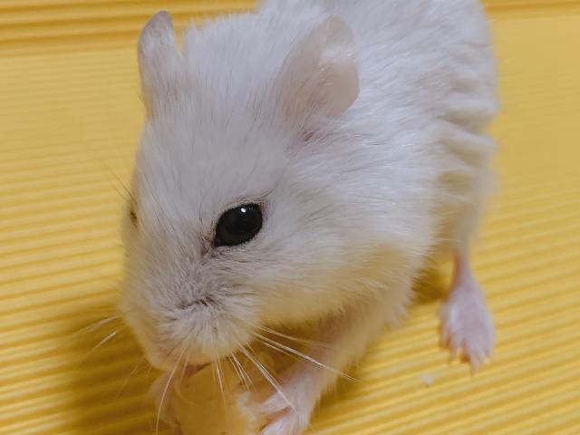 dispPetName($row['pet_name'])