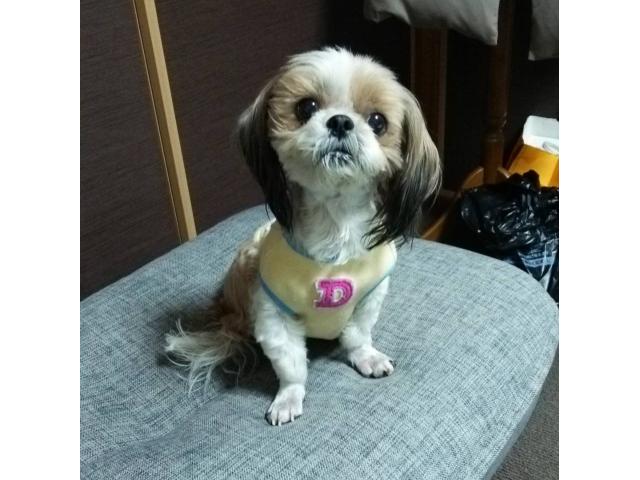 dispPetName($row['pet_name'])