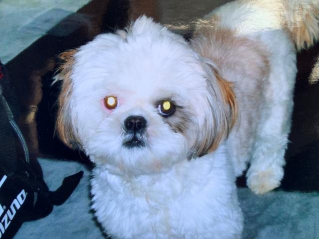 dispPetName($row['pet_name'])