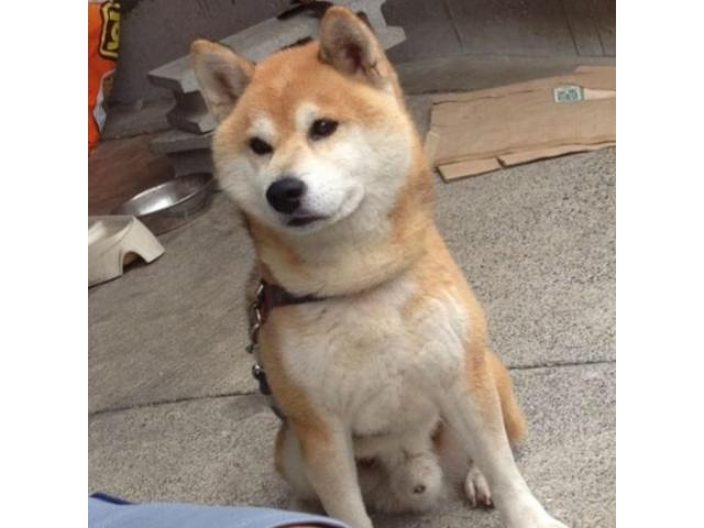 dispPetName($row['pet_name'])