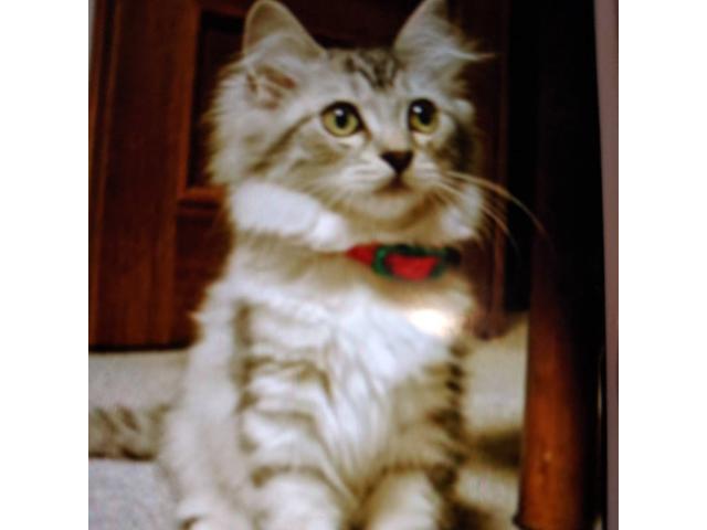 dispPetName($row['pet_name'])