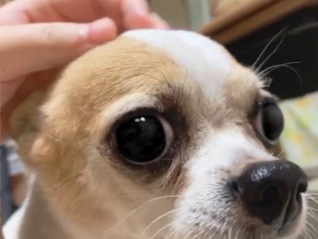 dispPetName($row['pet_name'])