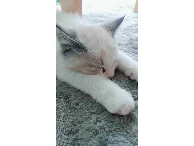 dispPetName($row['pet_name'])