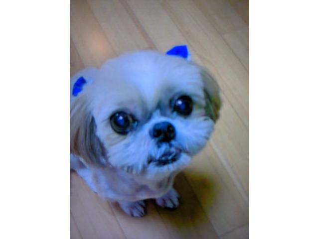dispPetName($row['pet_name'])