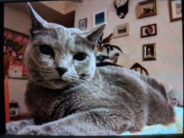 dispPetName($row['pet_name'])