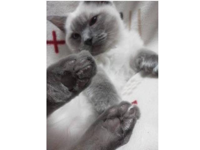 dispPetName($row['pet_name'])