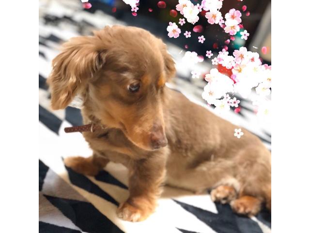 dispPetName($row['pet_name'])