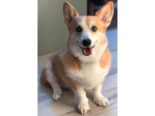 dispPetName($row['pet_name'])