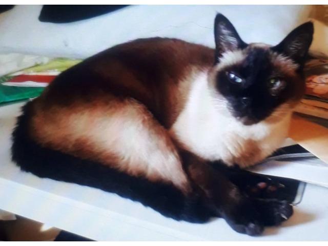 dispPetName($row['pet_name'])