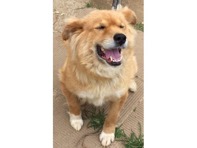 dispPetName($row['pet_name'])
