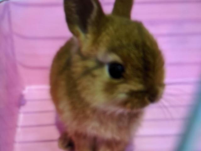 dispPetName($row['pet_name'])
