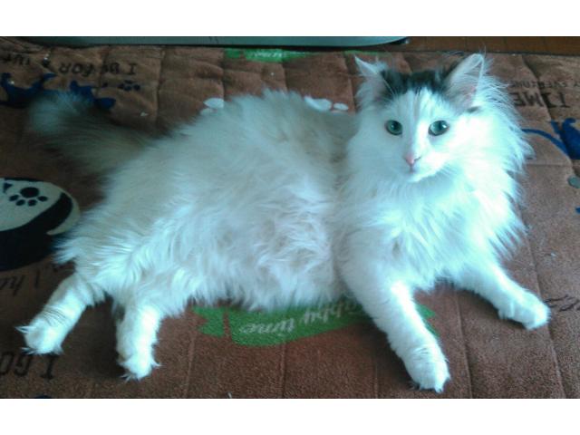 dispPetName($row['pet_name'])