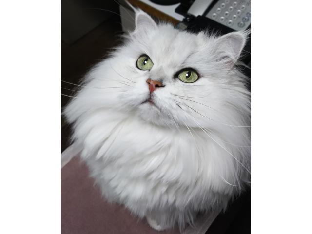 dispPetName($row['pet_name'])