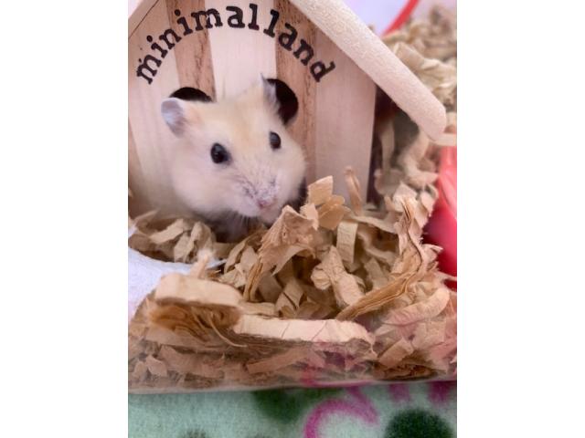 dispPetName($row['pet_name'])