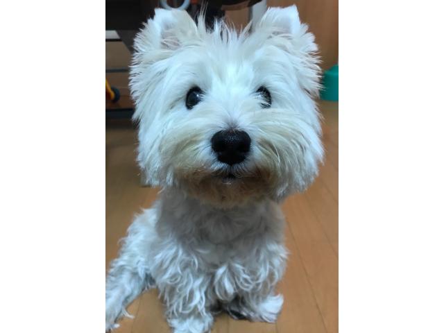dispPetName($row['pet_name'])