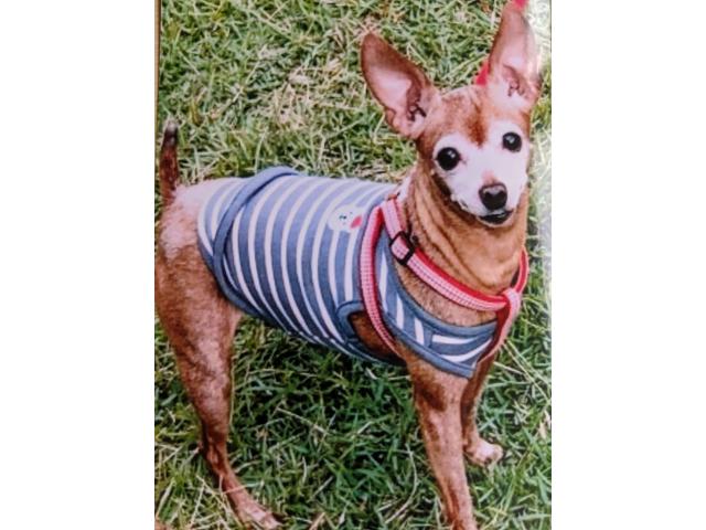 dispPetName($row['pet_name'])
