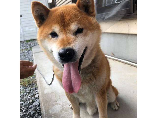 dispPetName($row['pet_name'])