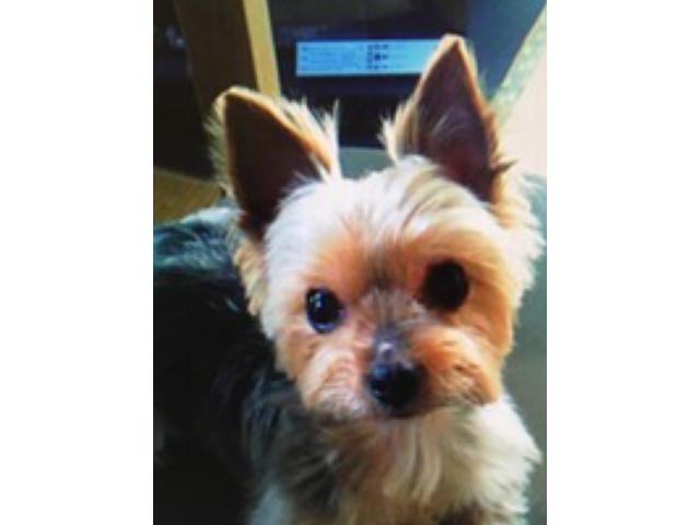 dispPetName($row['pet_name'])