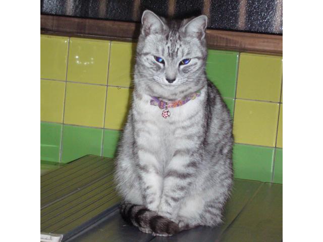 dispPetName($row['pet_name'])