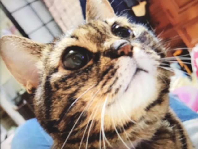 dispPetName($row['pet_name'])