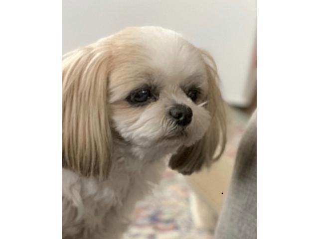 dispPetName($row['pet_name'])