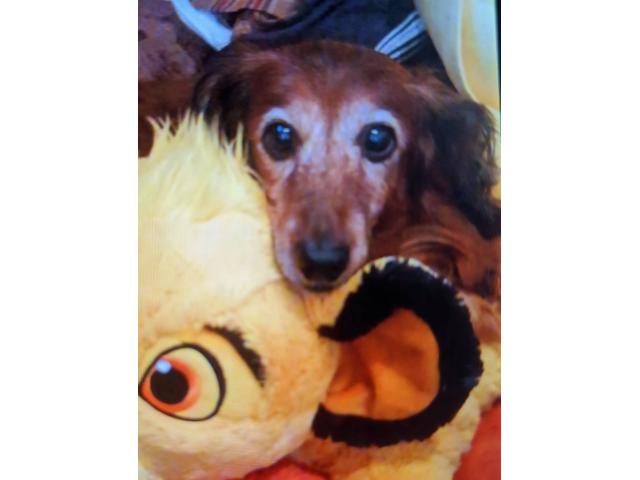 dispPetName($row['pet_name'])