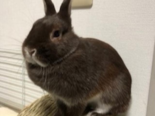 dispPetName($row['pet_name'])