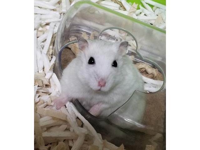dispPetName($row['pet_name'])