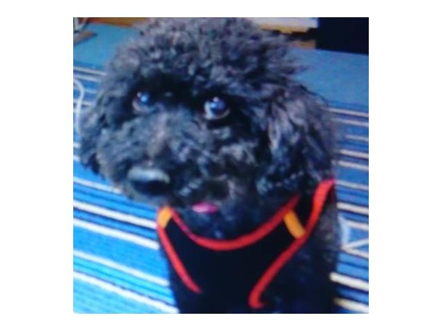 dispPetName($row['pet_name'])