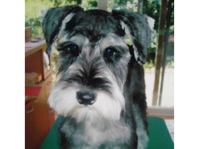 dispPetName($row['pet_name'])