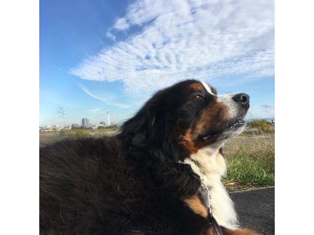 dispPetName($row['pet_name'])