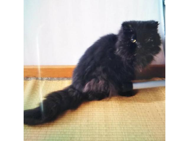 dispPetName($row['pet_name'])