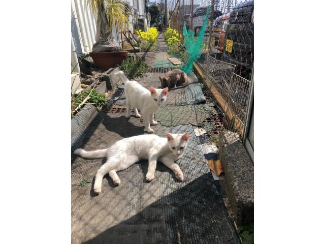 dispPetName($row['pet_name'])