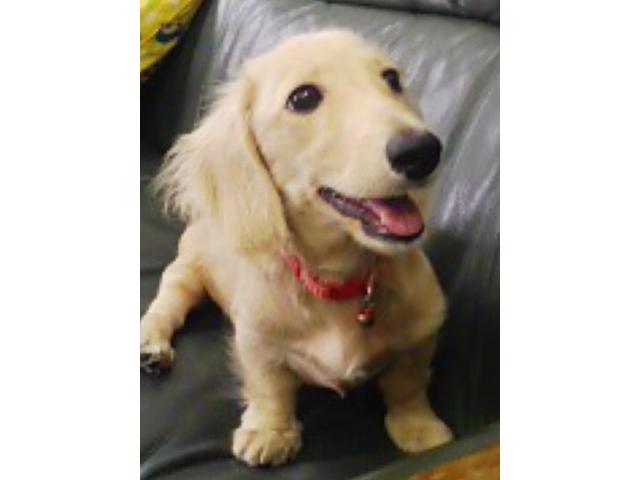 dispPetName($row['pet_name'])