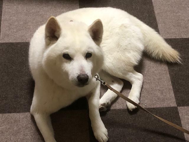 dispPetName($row['pet_name'])