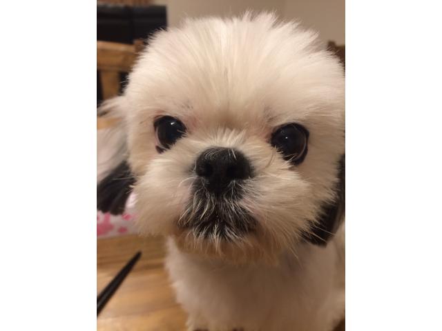dispPetName($row['pet_name'])
