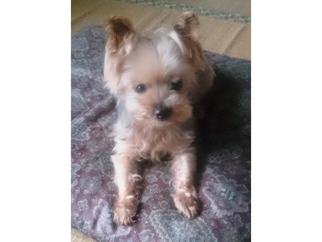 dispPetName($row['pet_name'])