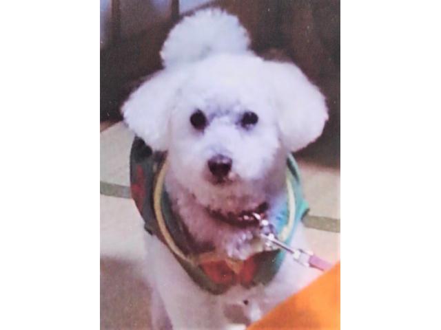 dispPetName($row['pet_name'])